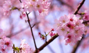 7天之后贵人相助,事业财运更上一层楼,喜事不断,好运连连