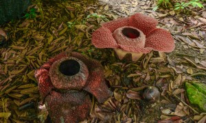 原创 
            世界上最大的花卉,花瓣直径可达1.4米,生长东南亚最高山峰上