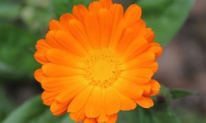 出生在这4个月份的宝宝,一生福运连天