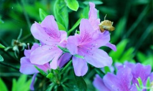 原创 
            6月传报喜,3生肖桃花加身,横财入宅,好消息不断!