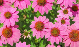 5.16-5.22号期间,偏财最旺四大生肖