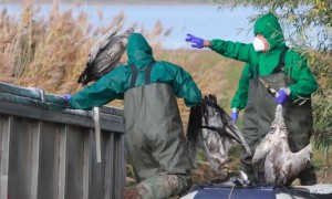 德国多地报告禽流感疫情 专家警示防控风险上升